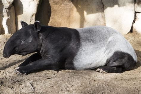 animals thet are similar to anteaters